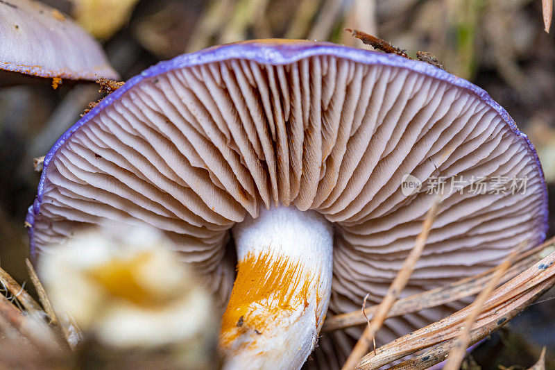 Cortinarius violaceus吗?丛林中的蘑菇，秋季的蒙特塞尼山，加泰罗尼亚自然公园